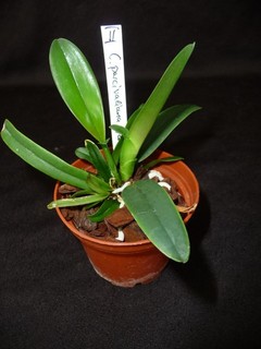 Cattleya percivaliana var. alba x self II
