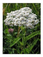 ORGANIC YARROW WHITE ACHILLEA MILLEFOLIUM 0.4 GM ~ APPROX 2800 SEEDS