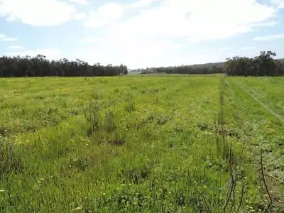 113 4 Acres Grazing With Abundant Water 113 4 Acres Grazing With Abundant Water