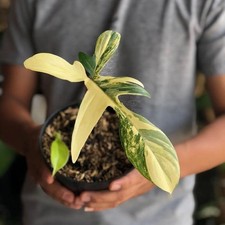 Philodendron Florida Beauty foglia esotica rara unica