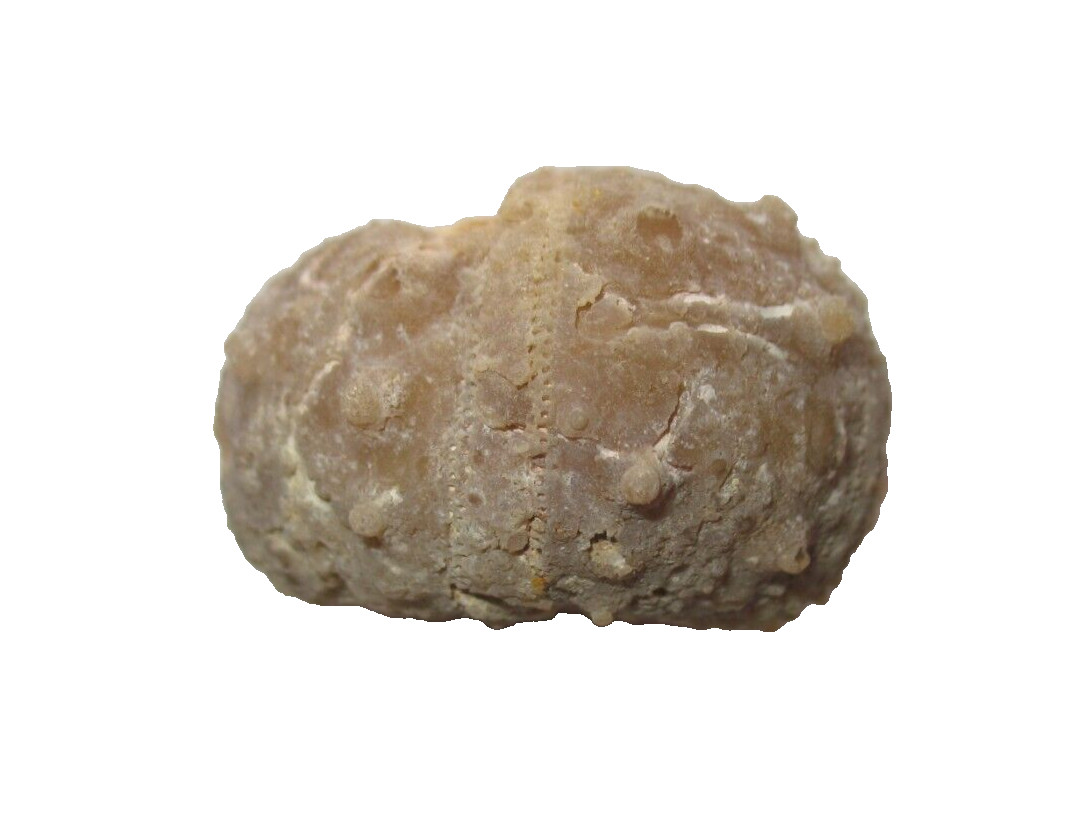 Cretaceous echinoid sea urchin fossil Goniopygus menardi Morocco #2