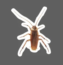 Cockroach Sticker Waterproof Animal Wildlife Nature Gift Realistic NEW
