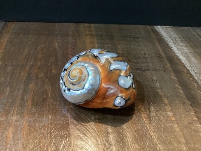 Natural African Turban Sea Shell Coral Conch Snail Home