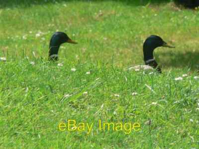 Photo 6x4 Highcliffe: two ducksu00e2u0080u0099 heads Highcliffe/SZ219 c2008