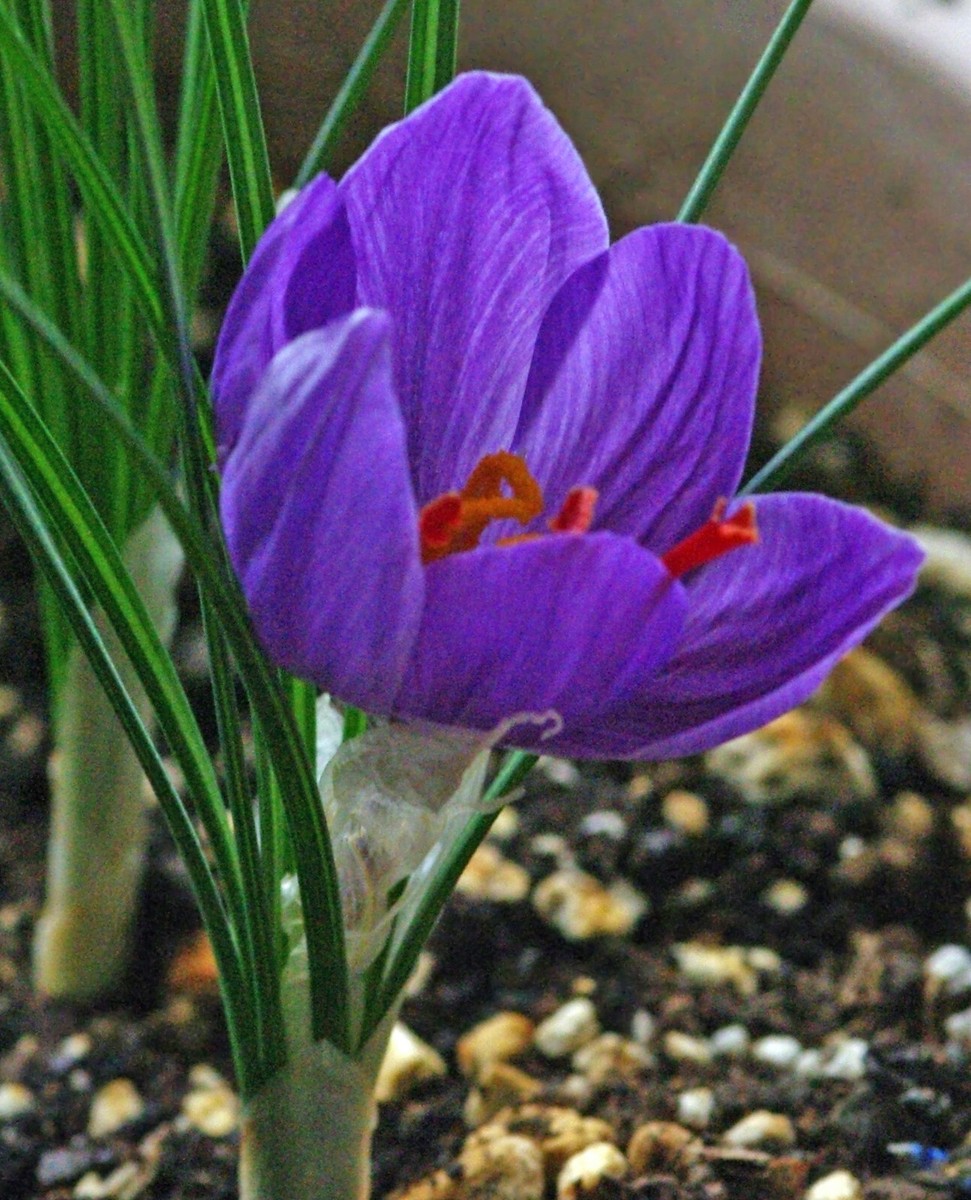 Saffron Absolute, Crocus sativus, 100% Pure Flower Extract