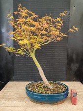 bonsai di acero palmato verde h 46 cm visita il negozio