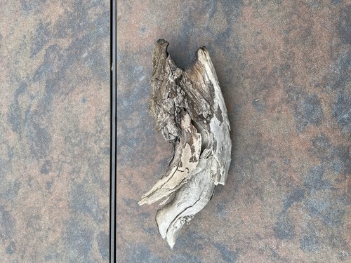 Natural Driftwood for Plants Terrarium Taxidermy Art Projects