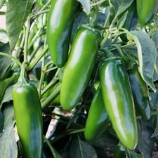 100+ JALAPENO Hot Pepper Seeds - Medium Peppers Heirloom Non-GMO | USA Fast Ship