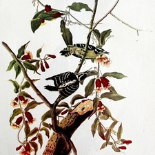 Downy Woodpecker Bird Lithograph 1950 Audubon Antique Art Print DWP6B