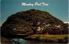 Hawaiian Monkey Pod Tree Hawaii Tropical Scenic Landscape Chrome Postcard