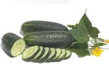 Vertina F1 Hybrid Cucumber Seeds - Dark-Green, Productive European Pickler.(25 -