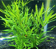 piante acquario dolce