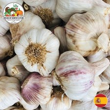 Fresh Spanish Morado Purple Garlic XL Bulbs - Gourmet Fresh