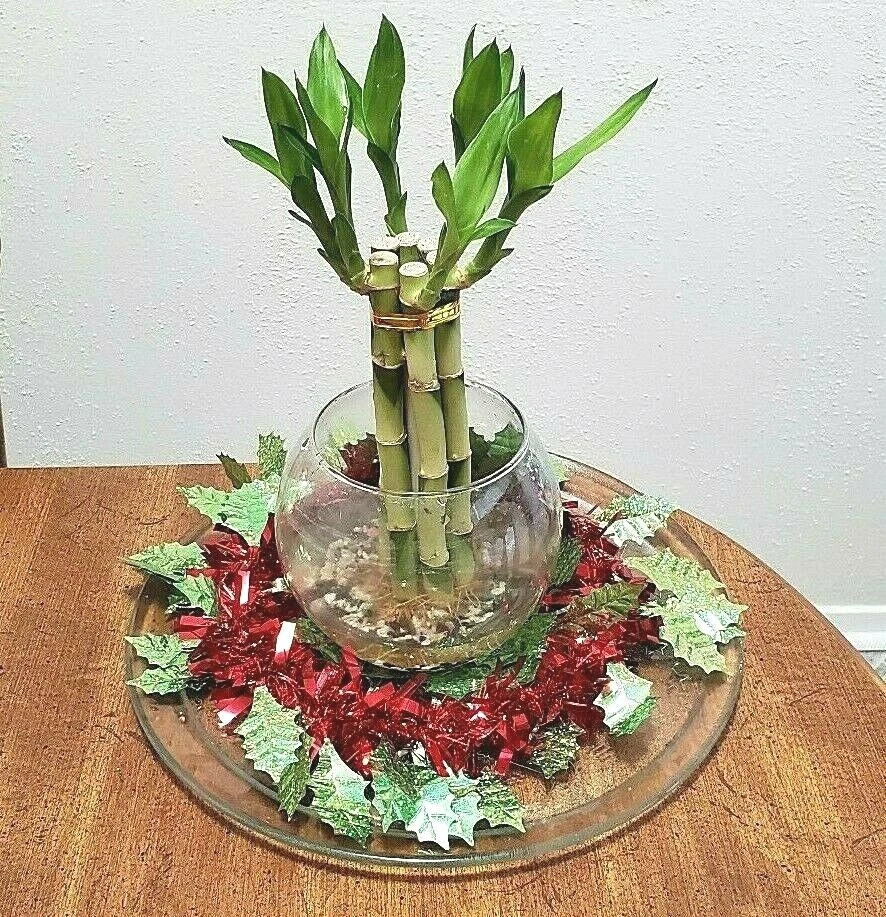 6 plantas de bambú de la suerte, 8 pulgadas, regalo, Feng Shui, planta de interior todo el año Foto 4 de 4