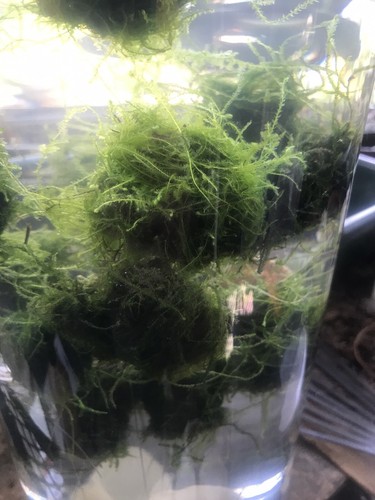 Large: 6 Floating Java Moss Balls Live Aquarium Plant Decoration ...