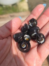 Margarita Snails- 15 Pack