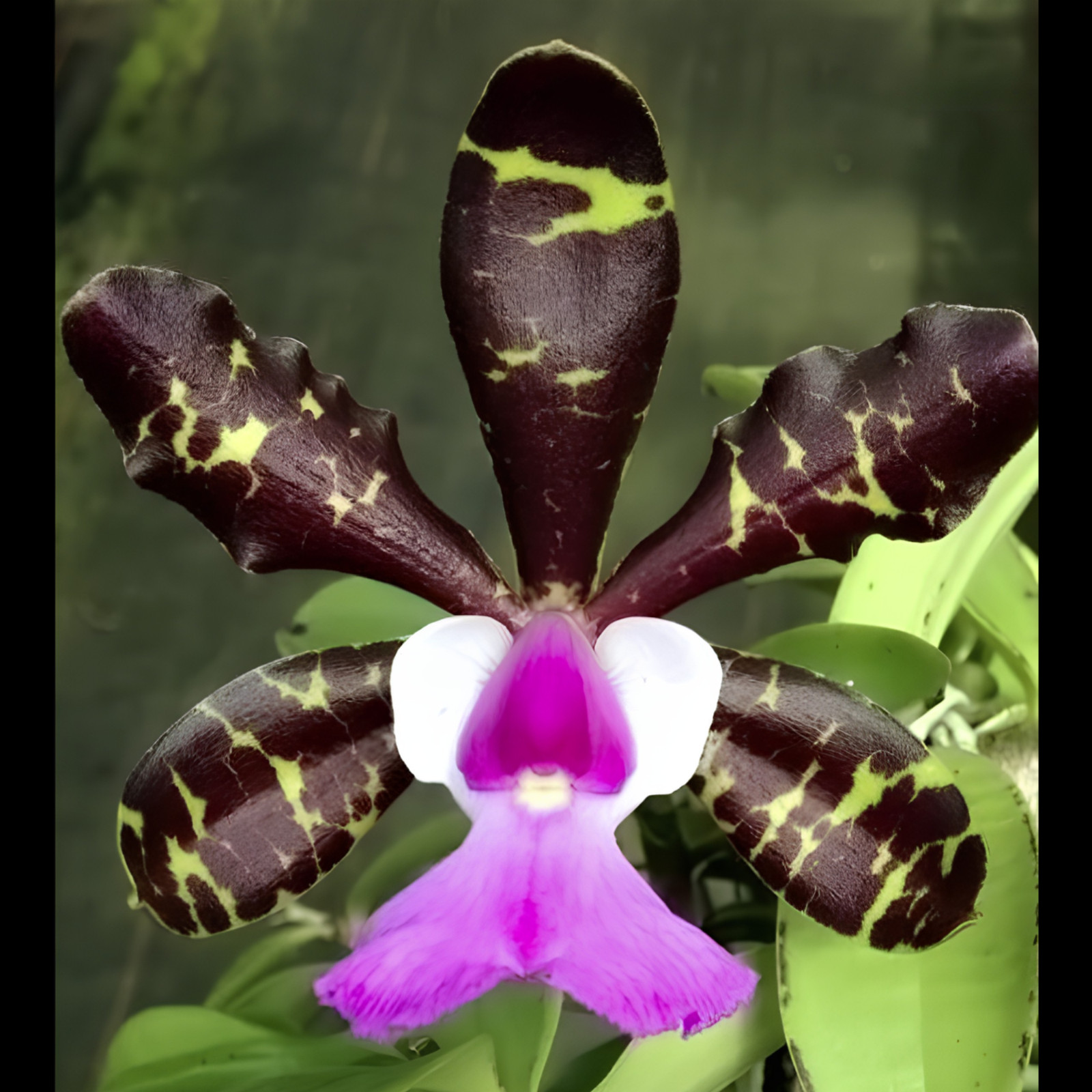 C. aclandiae 'Dark' x sib | 3" pot | NBS