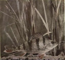 Fish Life Revealed By Camera Book CD 1912