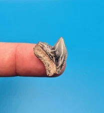 Gorgeous Glossy Tiger Shark Tooth From Central Florida