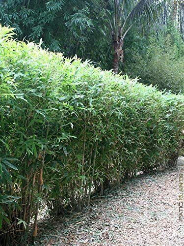 Fernleaf Bamboo/Bambusa 4 Plants Highly Prized Sound Blocking Hedge   g 