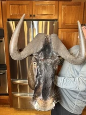 Vintage South Africa Black Wildebeest Taxidermy Should Mount, Gray / White Beard