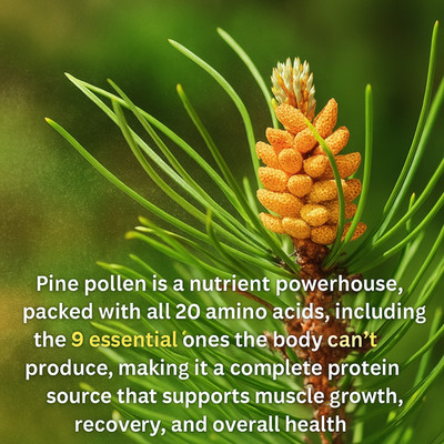 Raw Pine Pollen Powder Extract 10:1 | Testosterone Booster | Wild Harvested 112g