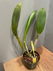 Lc. Newberry Firehouse `Mendenhall' Mericlone Cattleya Orchid Plant — photo 3
