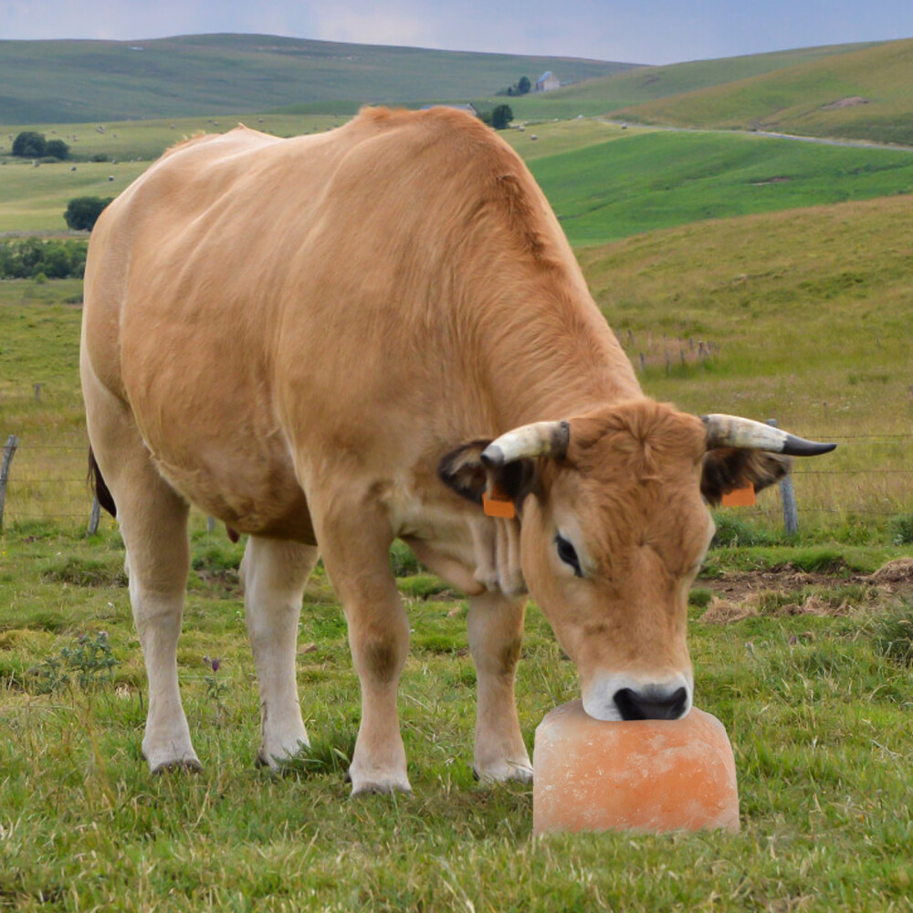Salt Brick for Livestock Animal Lick Block Supplies Licking Bricks eBay