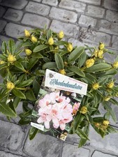 Rhododendron Cunninghams Blush Large 5 Litre Pot Garden Plant Spring Flowering