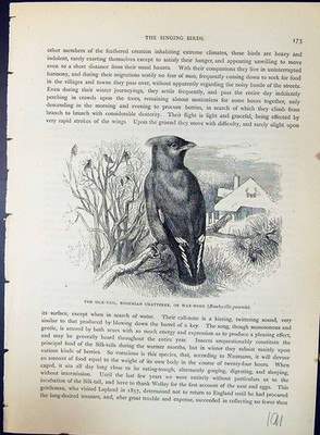 Alter Seidenschwanz böhmischer Schwatterer Wachsflügel Brehm Jones um 1860 Cassell's viktorianisch