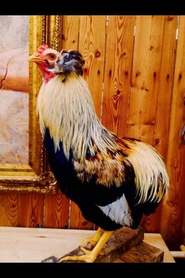 ARAUCANA   100% PURE TYPE (  6  ) HATCHING EGGS