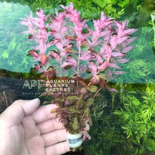 Rotala Macrandra | Aquarium Plants Factory®