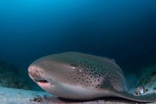 LEOPARD SHARK GLOSSY POSTER PICTURE PHOTO PRINT houndshark cat pacific 4825