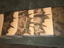 2 Pc. Premium  Ambrosia Maple  turning pc 6 x 6  x 4"  CLEAN!!!