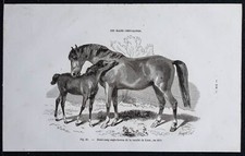 1882 - Cheval demi-sang anglo-breton - Gravure ancienne - Cheval & équitation