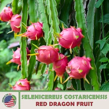 200+ Red Dragon Fruit Seeds, Selenicereus costaricensis, Pitaya, Genuine USA