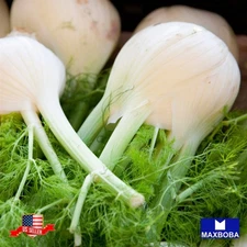 500 Fennel Herb Fresh Seeds Florence Non-GMO Heirloom Garden