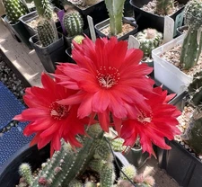 DANISA Chamaecereus Rare European Hybrid Rooted Plants Peanut Cactus