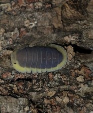 Lemon Blue Isopods   Live Isopods   Bioactive Clean-Up Crew   10 Count