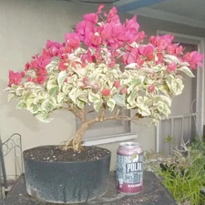 Variegated Bougainvillea Raspberry Ice Pre Bonsai Dwarf Kifu Nice Trunk Flowers