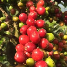 120  Premium Coffee Seedss Coffea sp. caturra var. Red Caturra Coffee