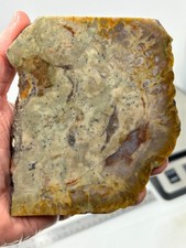 Coprolite Petrified Dino DoDo Slab Cabbing Lapidary Utah Combo Ship Avail