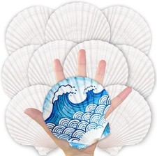 10PCS Sea Shells White Scallop Shells for Crafts Baking Cooking Serving Food, 4-