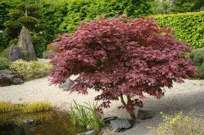bloodgood palmatum gardenia atropurpureum yuflor javor