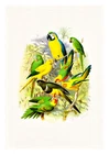 Reichenow Parrots 06 A4 High Quality Art Print