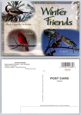 Continental Winter Friends Songbirds Postcard