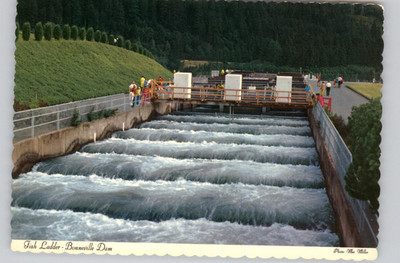 Fish Ladder Bonneville Dam Oregon Washington Postcard 1969