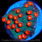 Corals of Eden ~ WYSIWYG Live Coral Frag ~ Meteor Shower Cyphastrea LPS SPS — photo 4