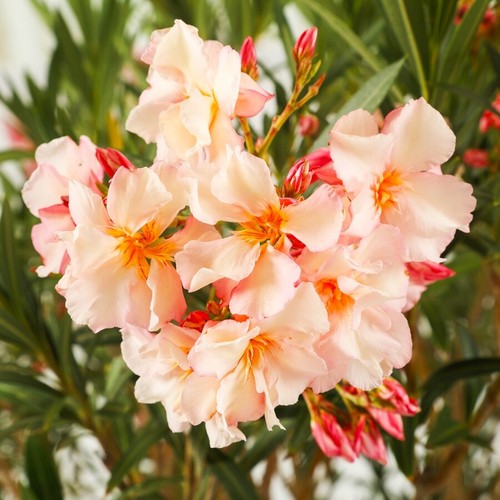 Oleander Nerium Salmon Pink new color seeds Plumeria-form - Picture 3 of 3