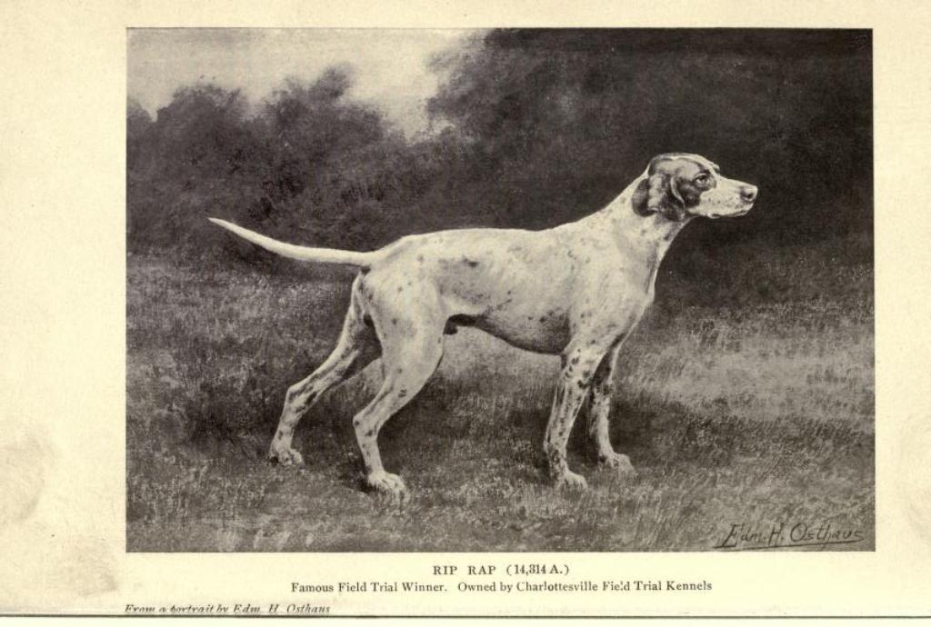 DOGS DOG BREEDS 115 RARE BOOKS ON DVD BREEDING TRAINING FEEDING  MANAGEMENT